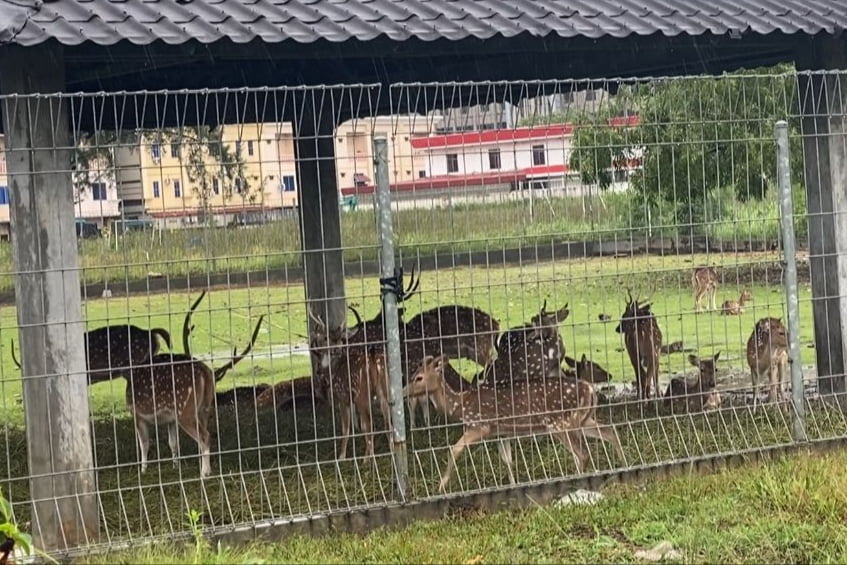 Puluhan Rusa Tutol di dalam penangkaran Pacific Palace Hotel Batam