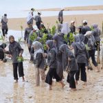 Wali Kota Amsakar dan Mahasiswa Batam Tanam 2.000 Mangrove