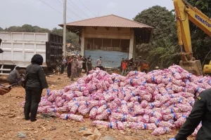 Karantina Kepri Musnahkan 29 Ton Bawang Putih Asal China di Batam